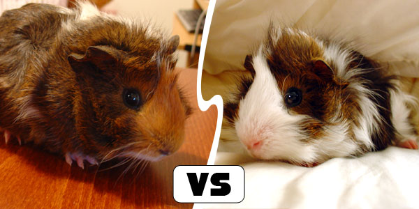 Sunny vs Toffee